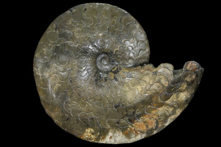 Triassic Ammonite (Discoceratites) Fossil - Germany #94091